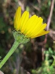 Anacyclus radiatus