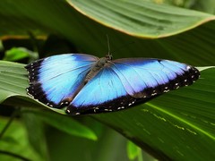 Morpho helenor narcissus