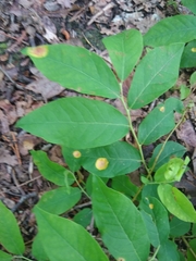 Sphaerulina aceris