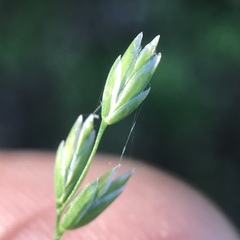 Poa alsodes