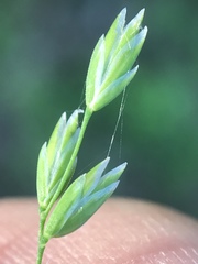Poa alsodes