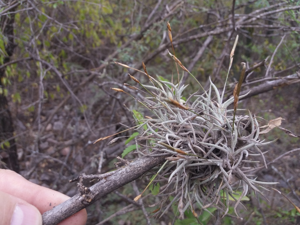 Tillandsia castellanii