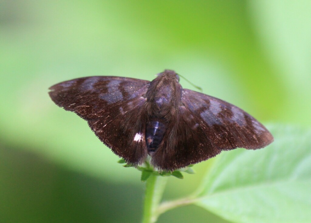 Pellicia angra