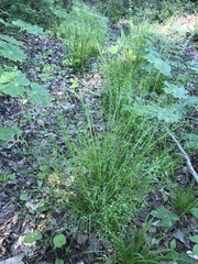 Poa alsodes