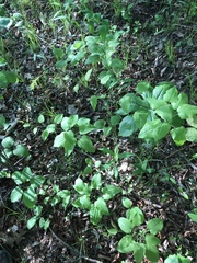 Smilax ecirrhata