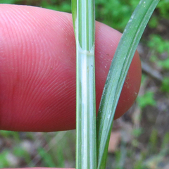 Carex laevivaginata