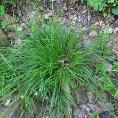 Carex laevivaginata