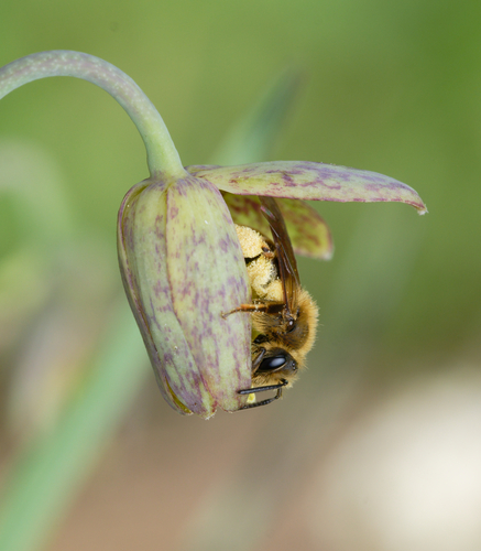 iNaturalist observation photo of Mining Bees