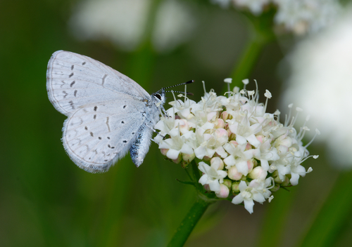 iNaturalist observation photo of Echo Azure