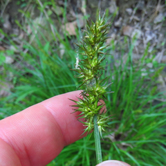 Carex laevivaginata