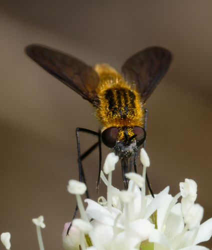 iNaturalist observation photo of Thevenetimyia