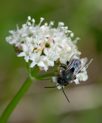 iNaturalist observation photo of Mason Bees