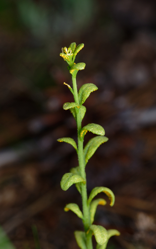 iNaturalist observation photo of Puccinia monoica