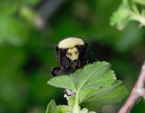 iNaturalist observation photo of Yellow-faced Bumble Bee