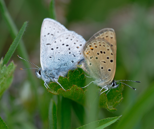 iNaturalist observation photo of Greenish Blue