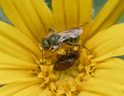iNaturalist observation photo of Melanthaxia