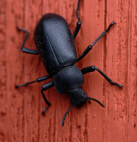 iNaturalist observation photo of Serrated Darkling Beetle