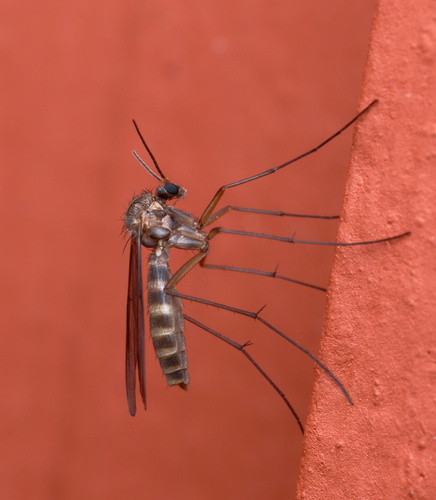 iNaturalist observation photo of Fungus Gnats and Gall Midges