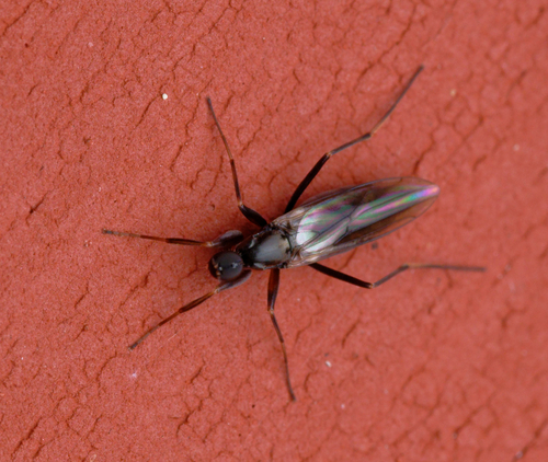 iNaturalist observation photo of Tachypeza
