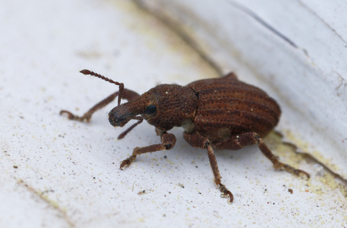 iNaturalist observation photo of Panscopus