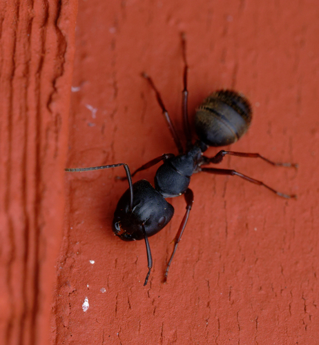 iNaturalist observation photo of Western Black Carpenter Ant