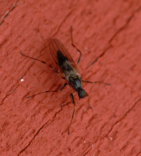 iNaturalist observation photo of Tachydromiinae