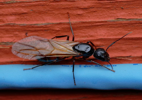 iNaturalist observation photo of Bicolored Carpenter Ant