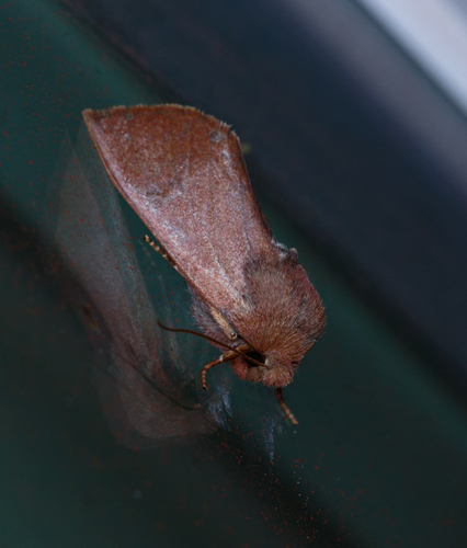 iNaturalist observation photo of Orthosia