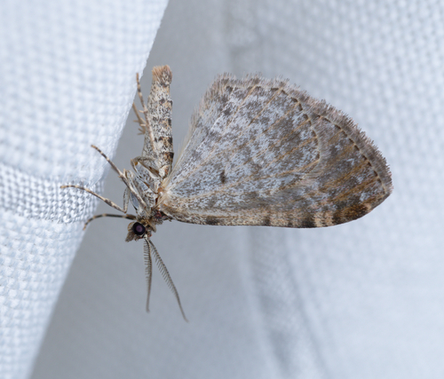 iNaturalist observation photo of Carpet Moths
