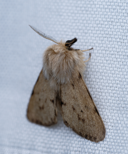 iNaturalist observation photo of Wandering Tiger Moth