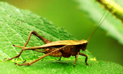 Eneoptera surinamensis