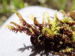 Drepanocladus