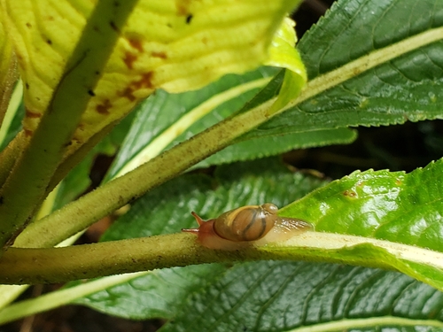 Succinea cepulla observed 2024-06-02