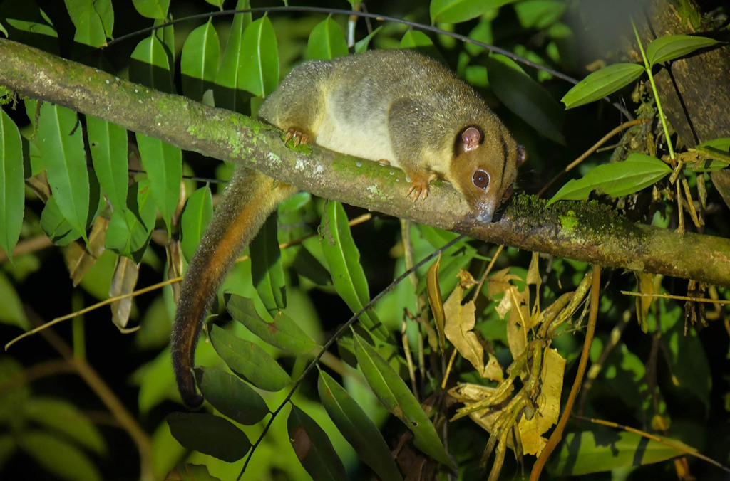 Lowland Ringtail