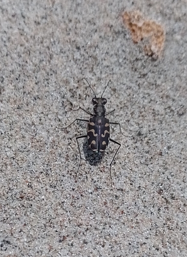 Cicindelidia carthagena (Cicindelidia carthagena)
