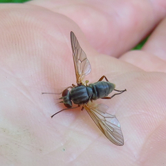 Symphoromyia