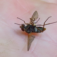 Symphoromyia