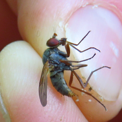 Symphoromyia