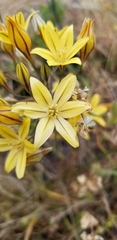 Triteleia ixioides ixioides