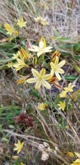 Triteleia ixioides ixioides