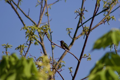 Ruby-throated Hummingbird photographed in Iowa