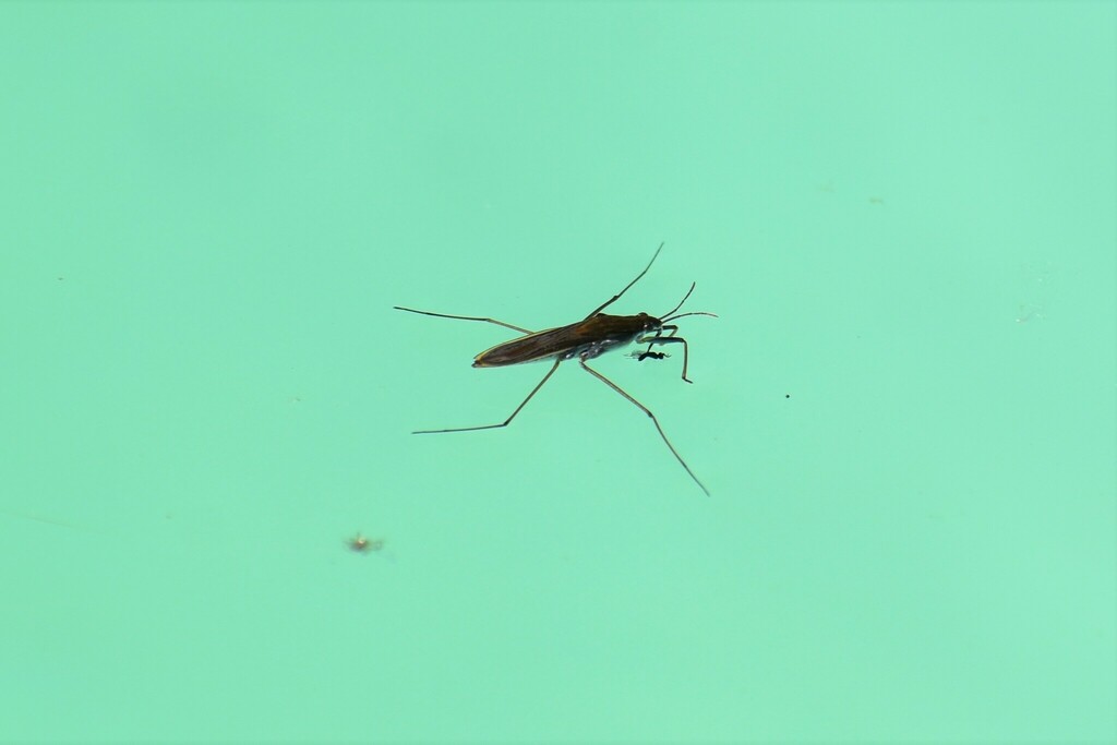 Eurasian common pond skater from Costa da Caparica, Portugal on May 31 ...