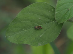Tridactylidae