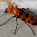 Escarabajo Ampollero Orejón - Photo (c) caberume, algunos derechos reservados (CC BY-NC)