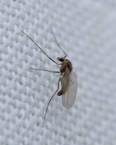 iNaturalist observation photo of Orthoclads