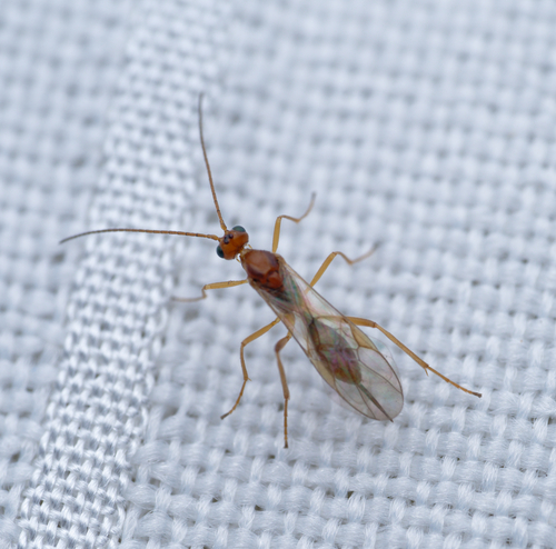 iNaturalist observation photo of Braconid Wasps
