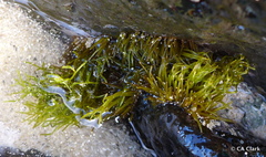 Chaetomorpha antennina