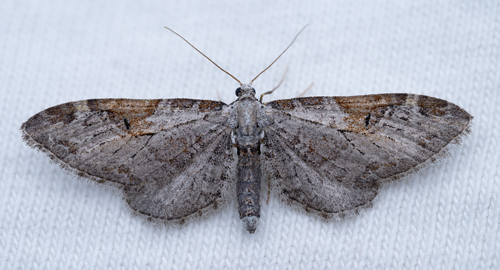 iNaturalist observation photo of Eupithecia nevadata