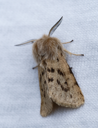 iNaturalist observation photo of Wandering Tiger Moth