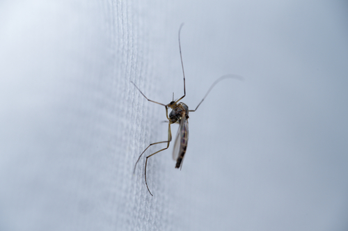 iNaturalist observation photo of Chironomus